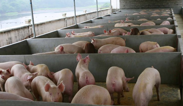 養(yǎng)豬場(chǎng)污水怎么處理比較好？-樂(lè)中環(huán)保