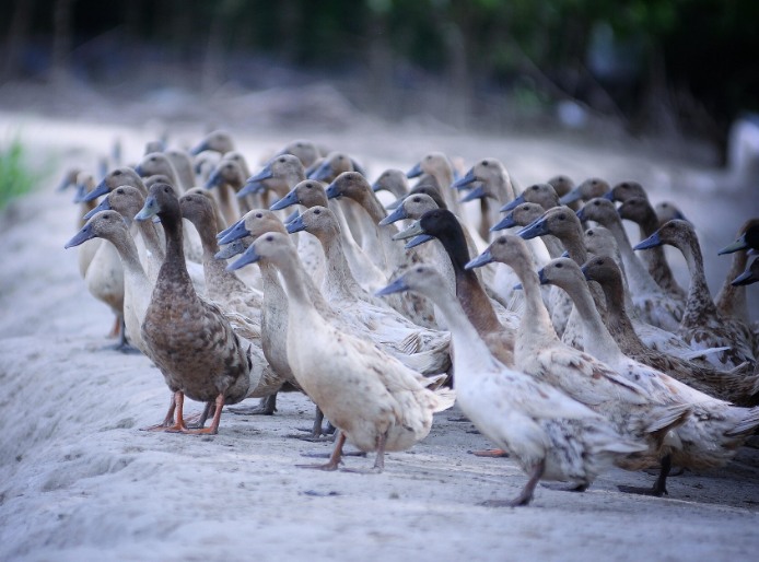 農(nóng)村養(yǎng)殖戶如何低成本有效處理污水，這兩種做法你應(yīng)該知道!
