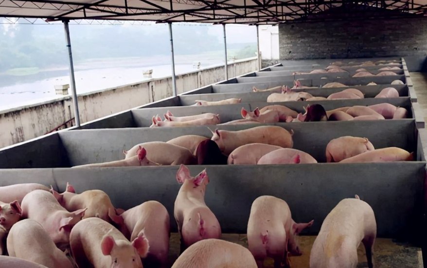 養(yǎng)豬污水處理設備包含哪些，教你選購適合的養(yǎng)殖污水處理設備