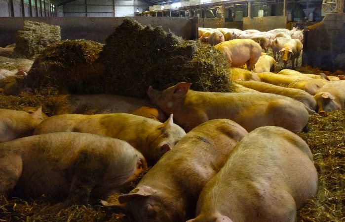 養(yǎng)豬場污水處理方法有哪些？選對工藝成本低效果好！